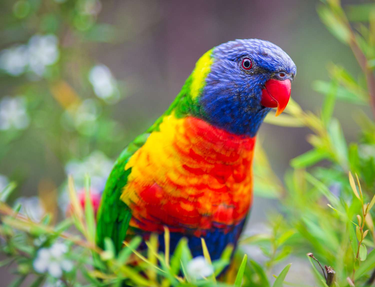 Parrot